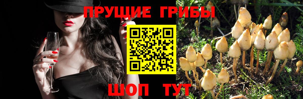 купить наркотики сайты  Псилоцибиновые грибы прущие грибы  Вход с VPN  Галлюциногенные грибы Psilocybine cubensis  Нефтеюганск 